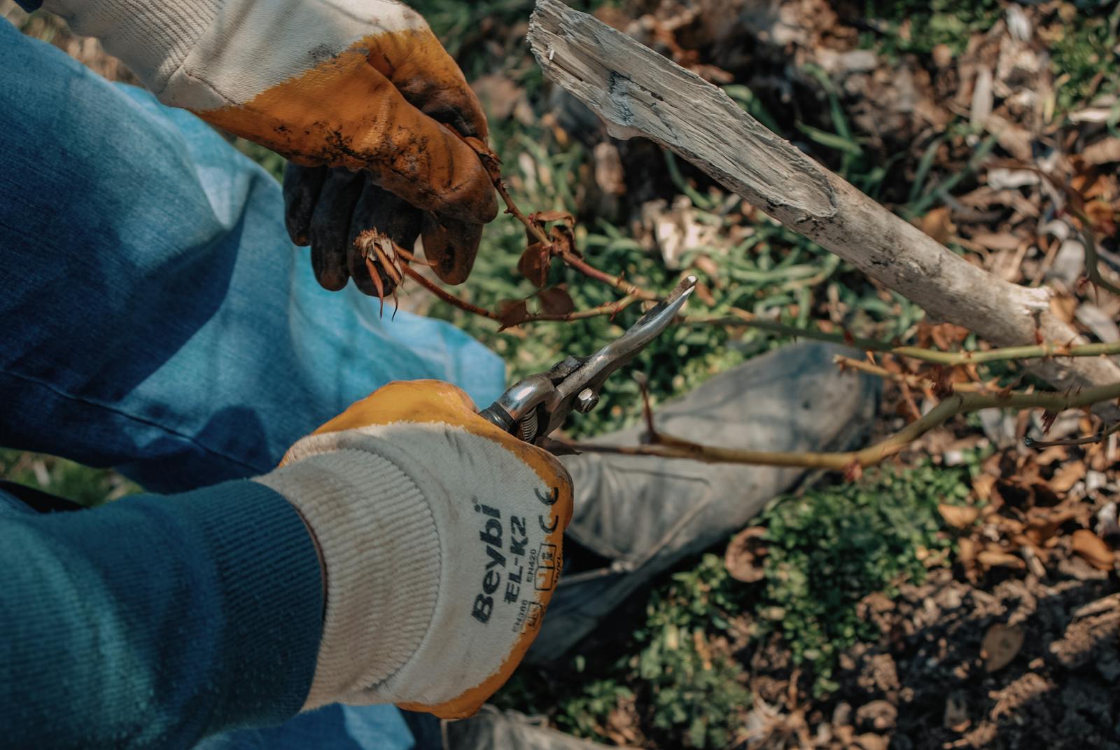Gloved hand pruning a Knockout rose with hand shears.
